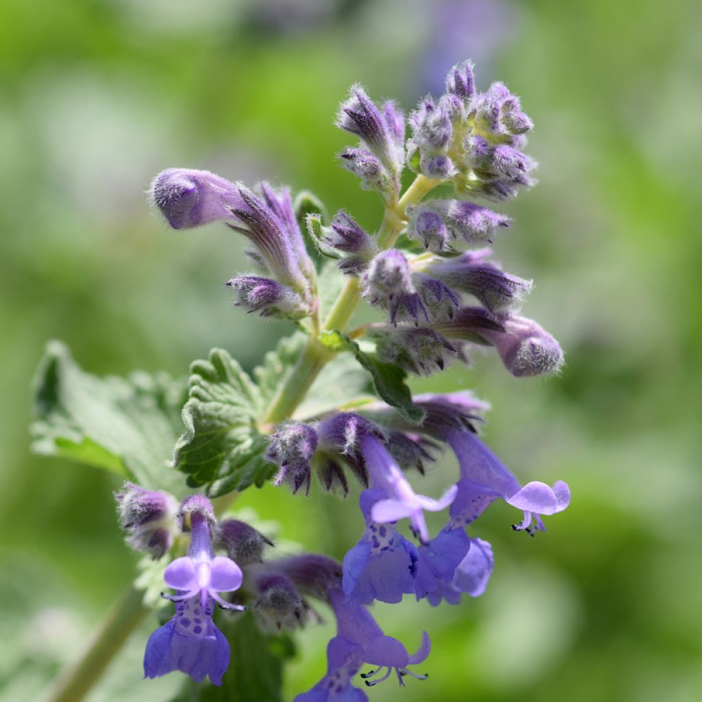 Nepeta manchuriensis Manchu Blue