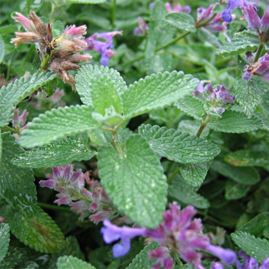 Nepeta mussinii (racemosa) - Chataire