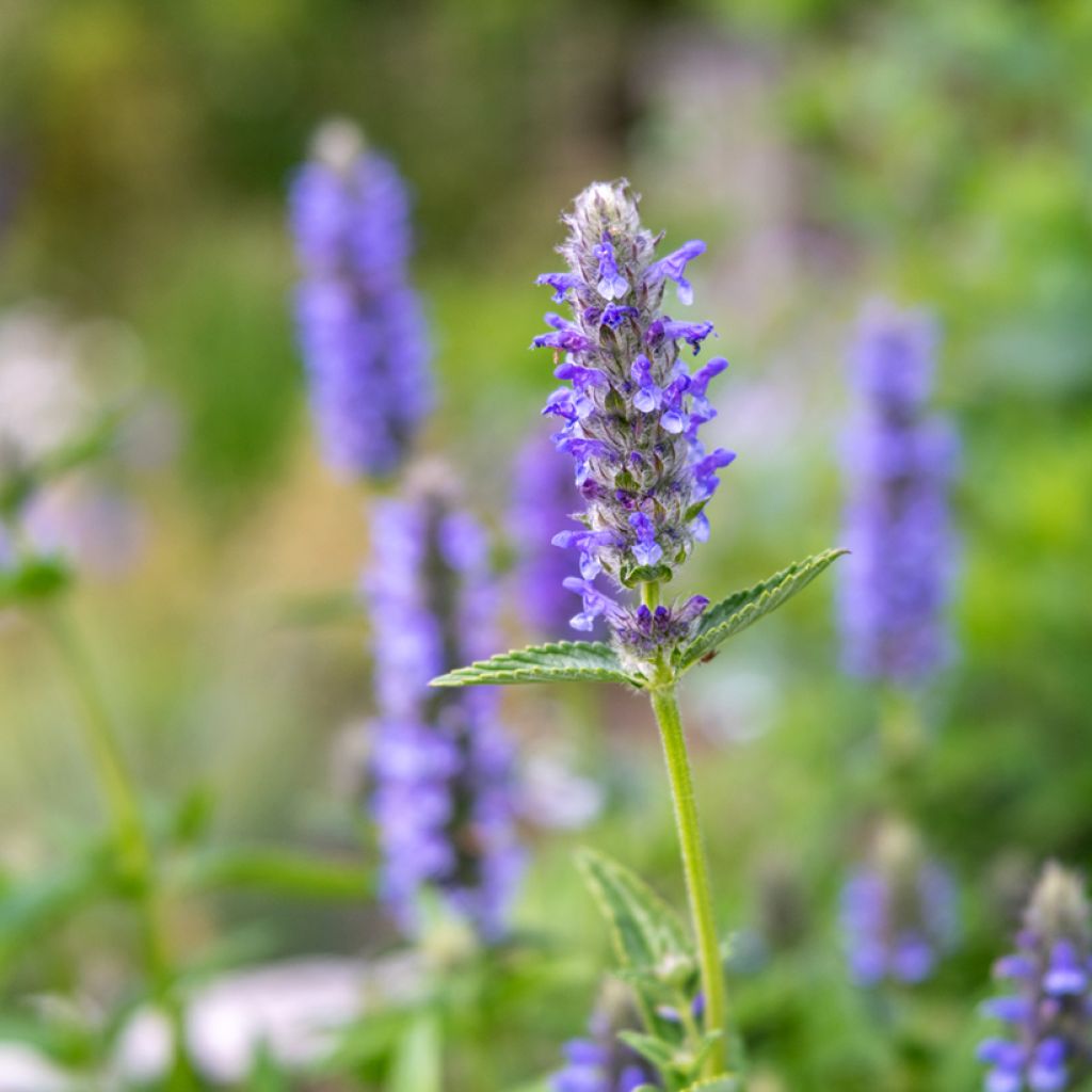 Nepeta nervosa