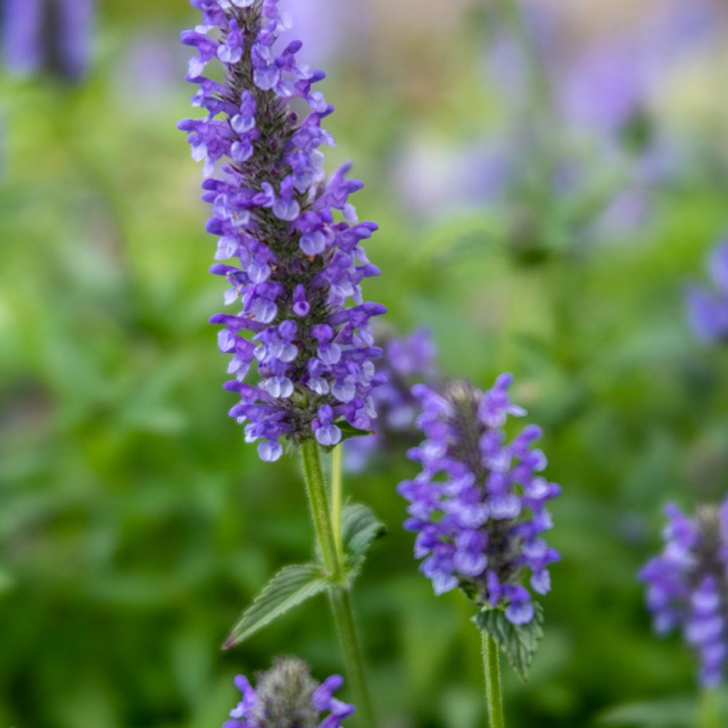 Nepeta nervosa