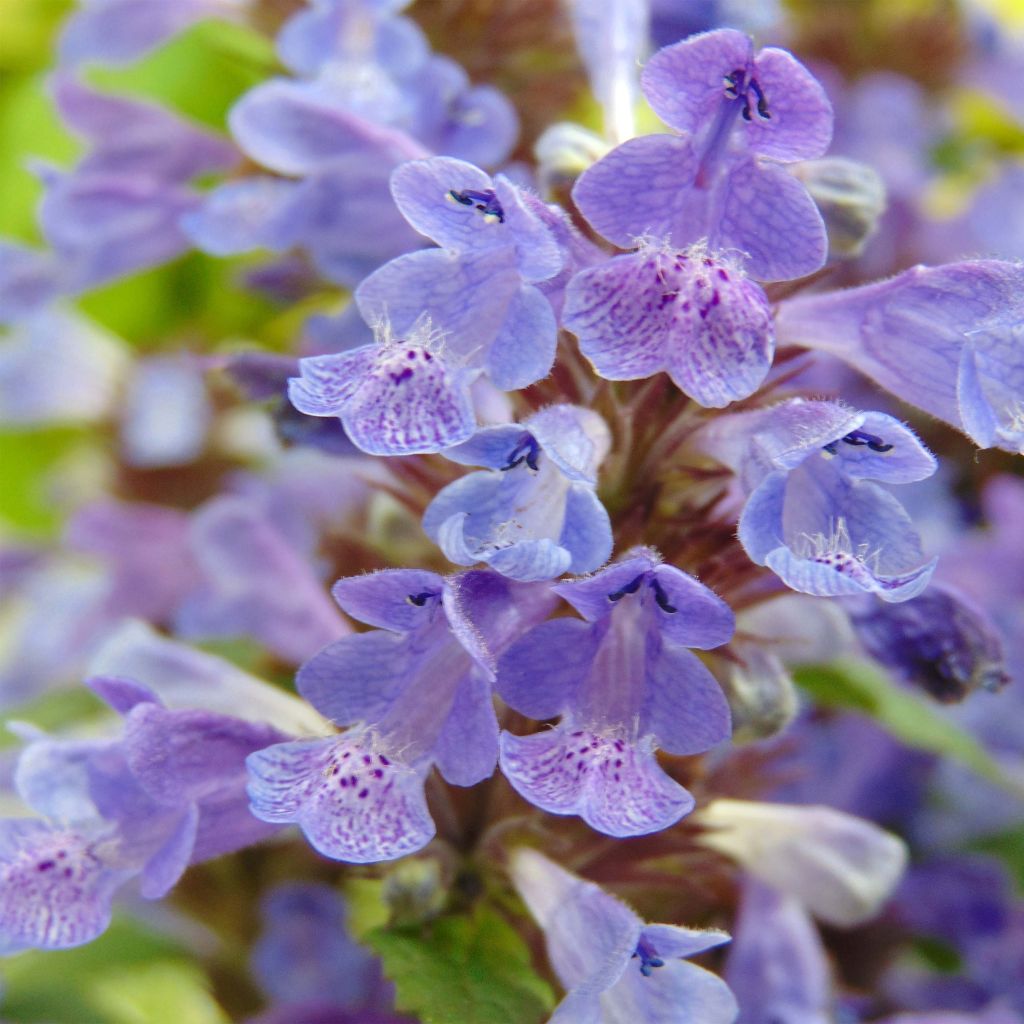 Nepeta nervosa Neptune