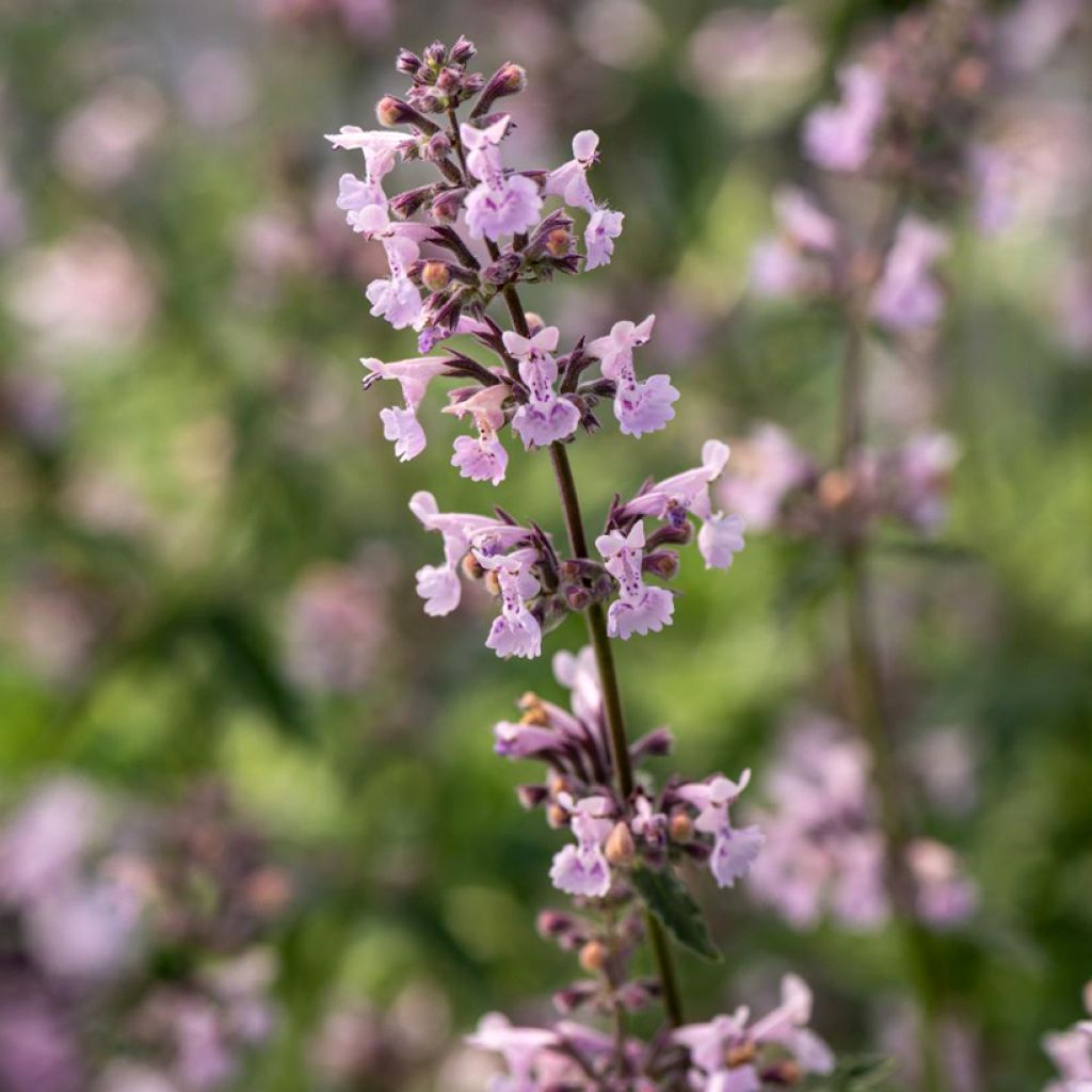 Nepeta racemosa Amelia - Chataire