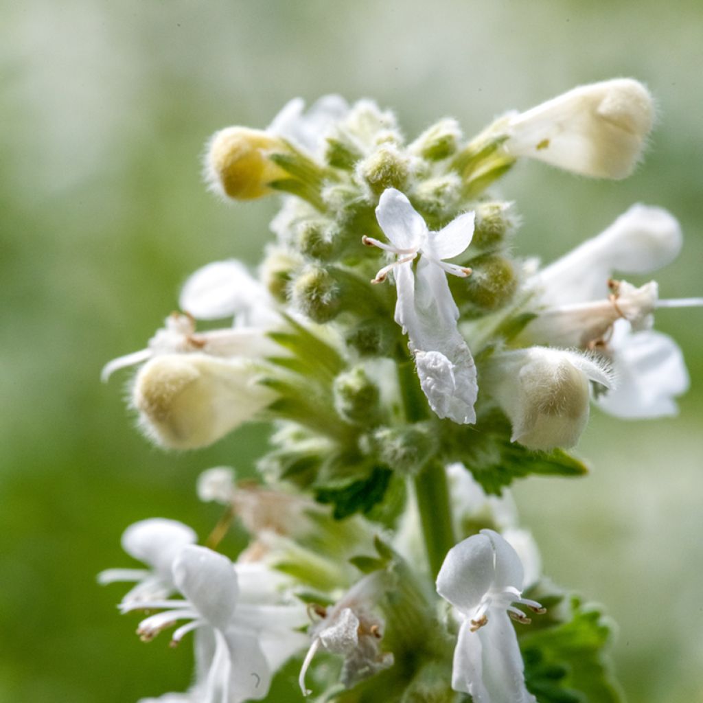 Nepeta racemosa Snowflake