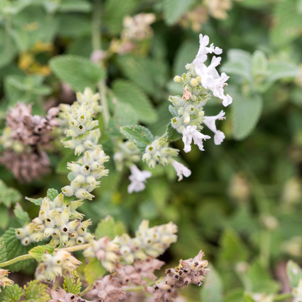 Nepeta racemosa Snowflake