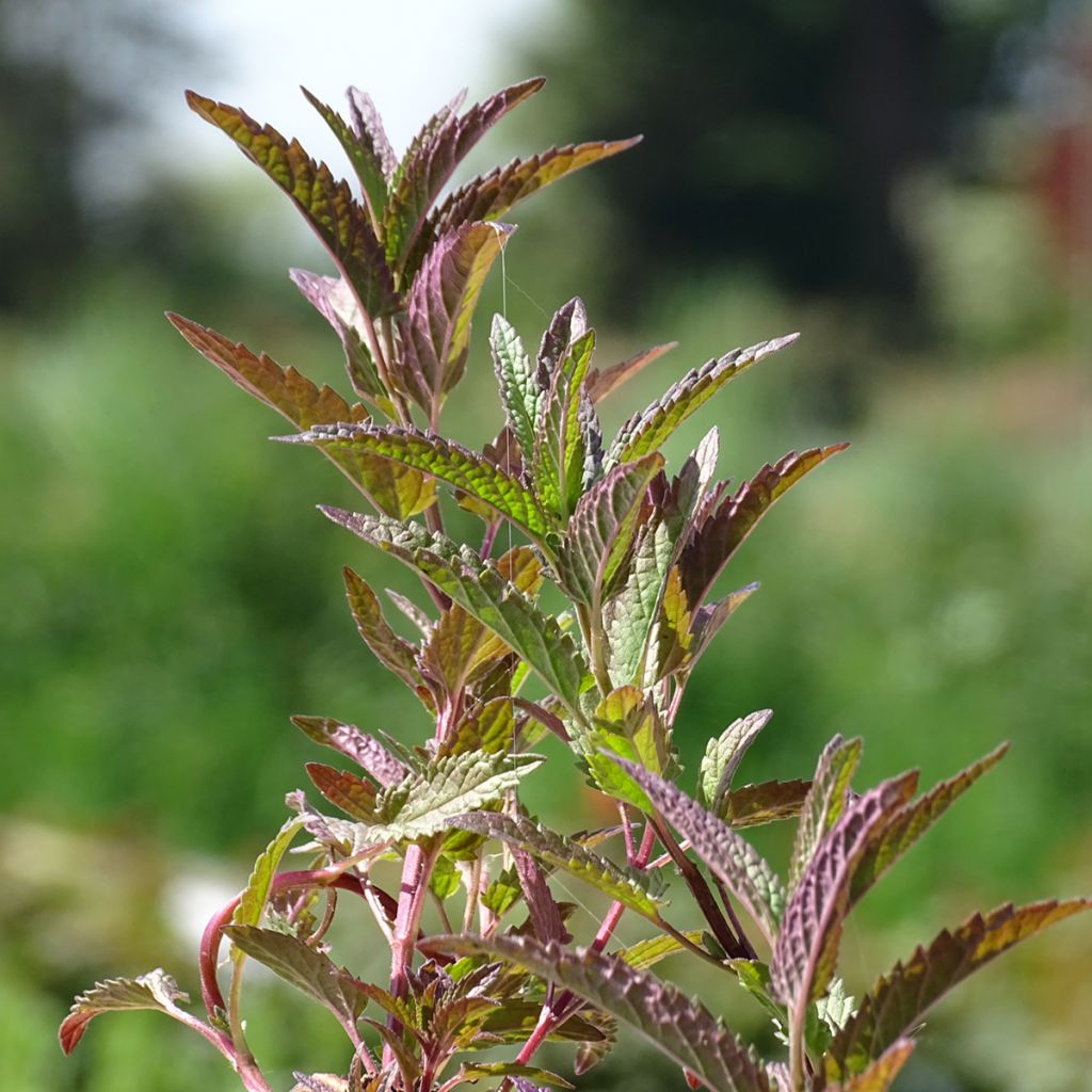 Nepeta sibirica Souvenir d Andre Chaudron