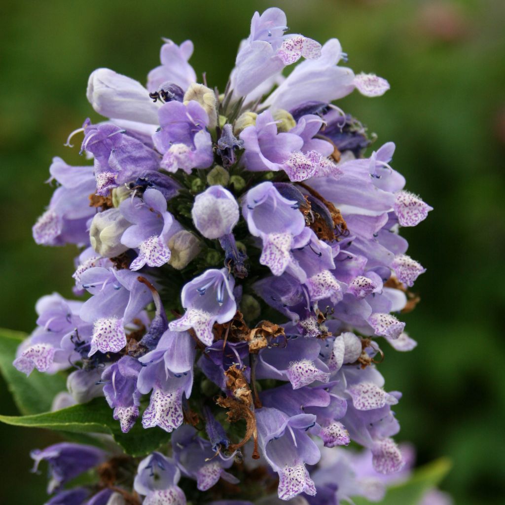 Nepeta subsessilis