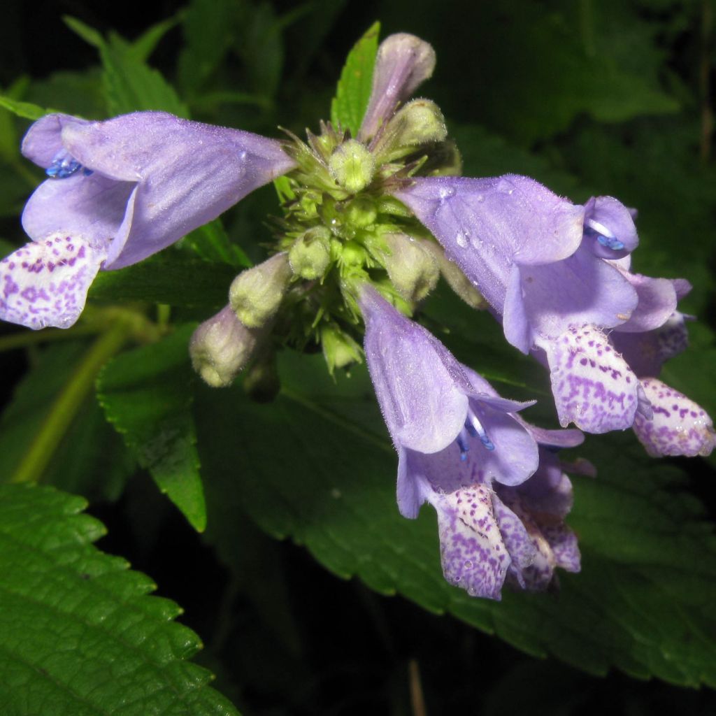 Nepeta subsessilis