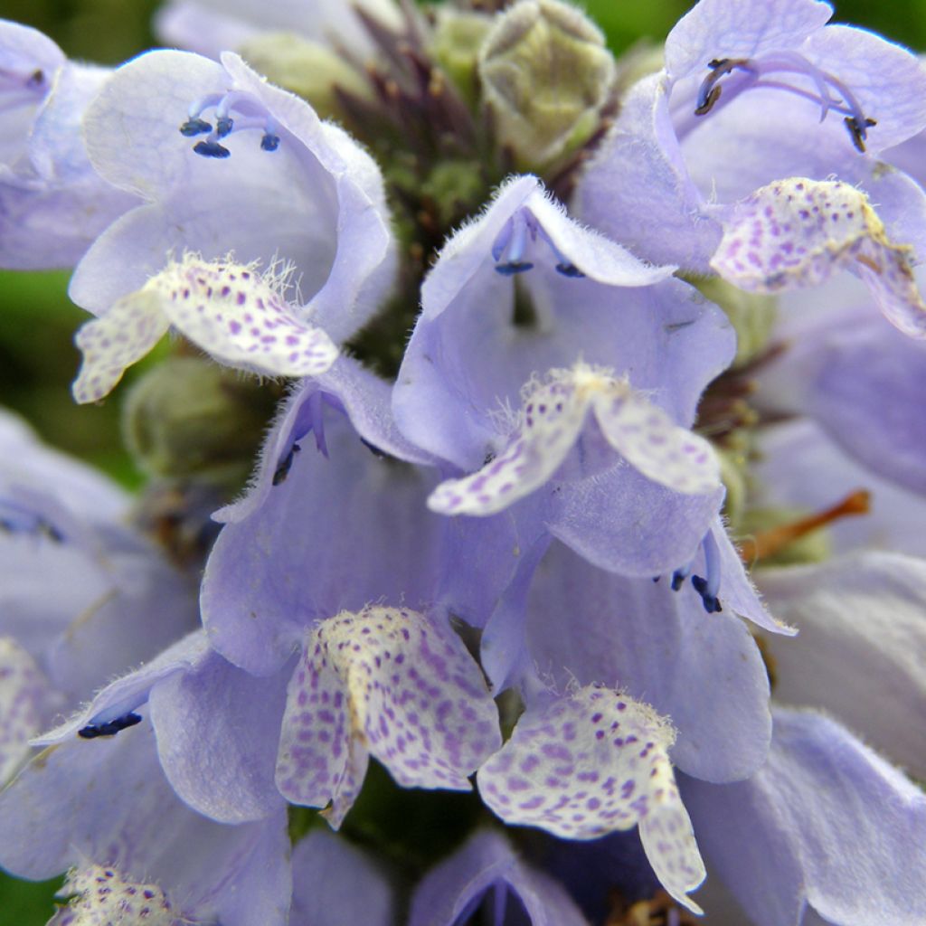 Nepeta subsessilis Blue Panther - Chataire subsessile