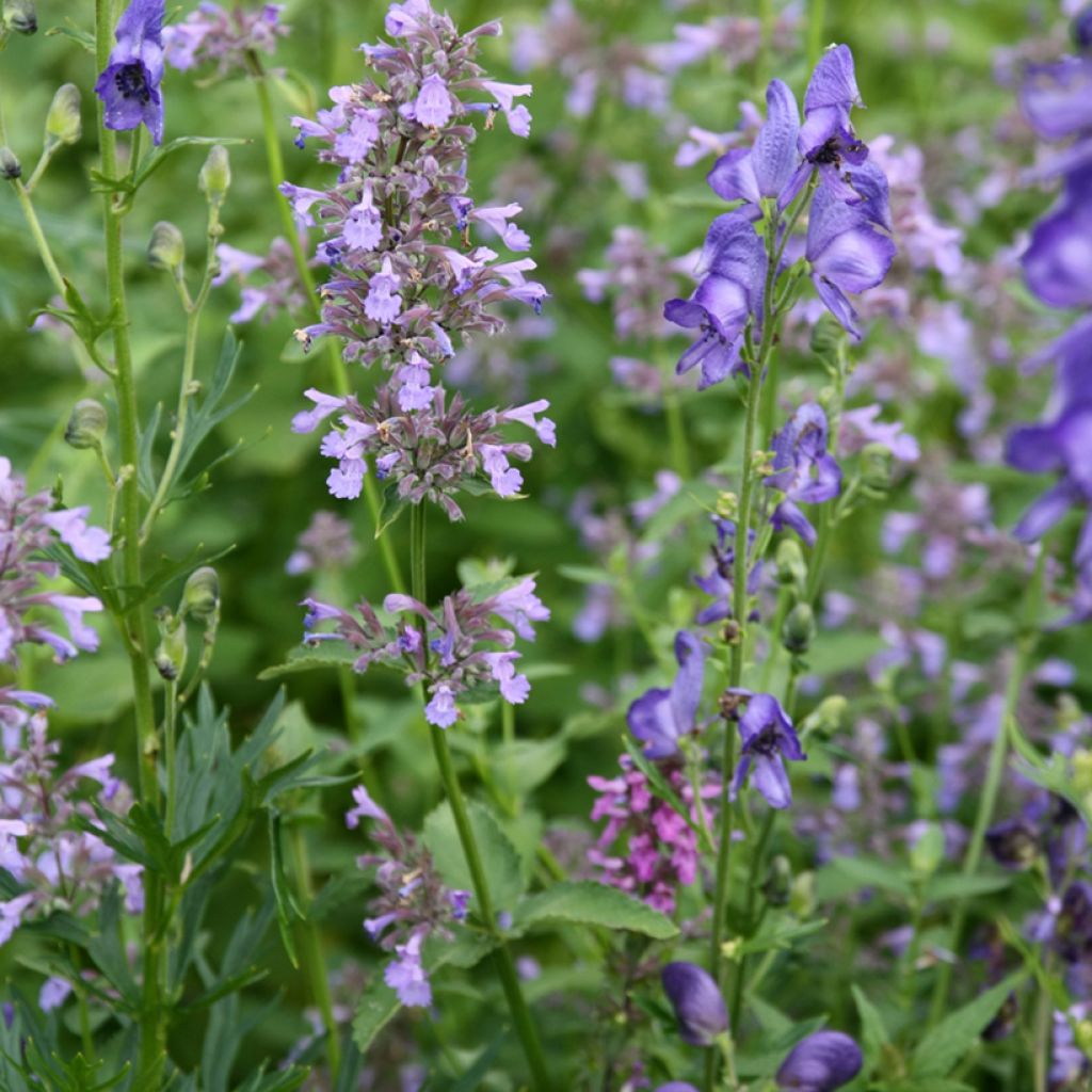 Nepeta subsessilis