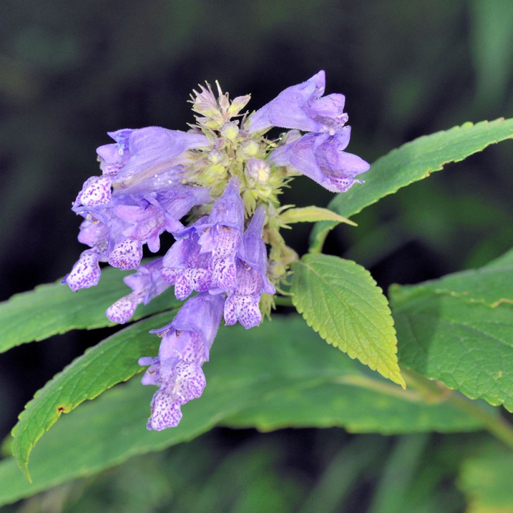 Nepeta subsessilis