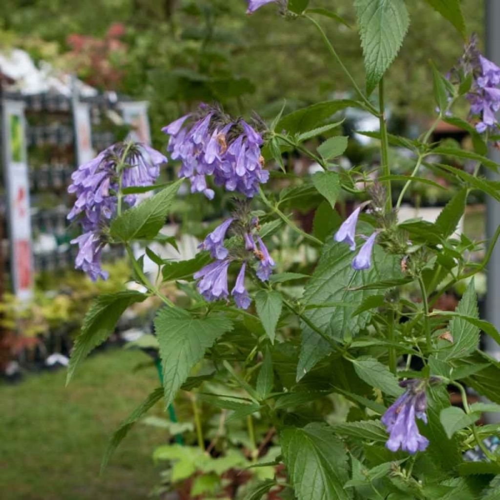 Nepeta subsessilis Laufen - Chataire