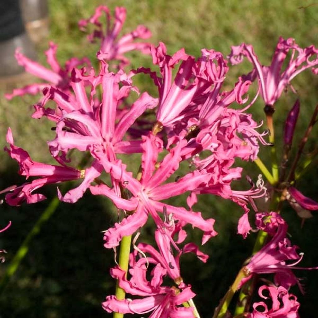 Nerine bowdenii Isobel