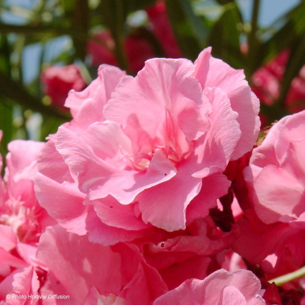 Nerium oleander Roseum Plenum - Oleandro