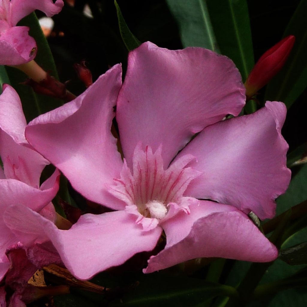 Nerium oleander - Oleandro