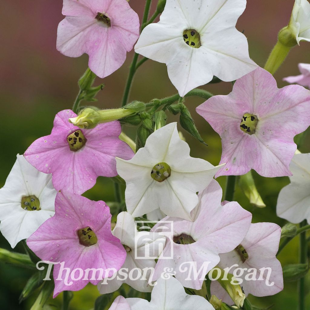 Nicotiana Mutabilis Marshmallow 