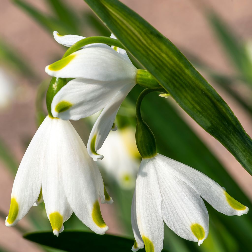 Nivéole d'éte - Leucojum aestivum Gravetye Giant