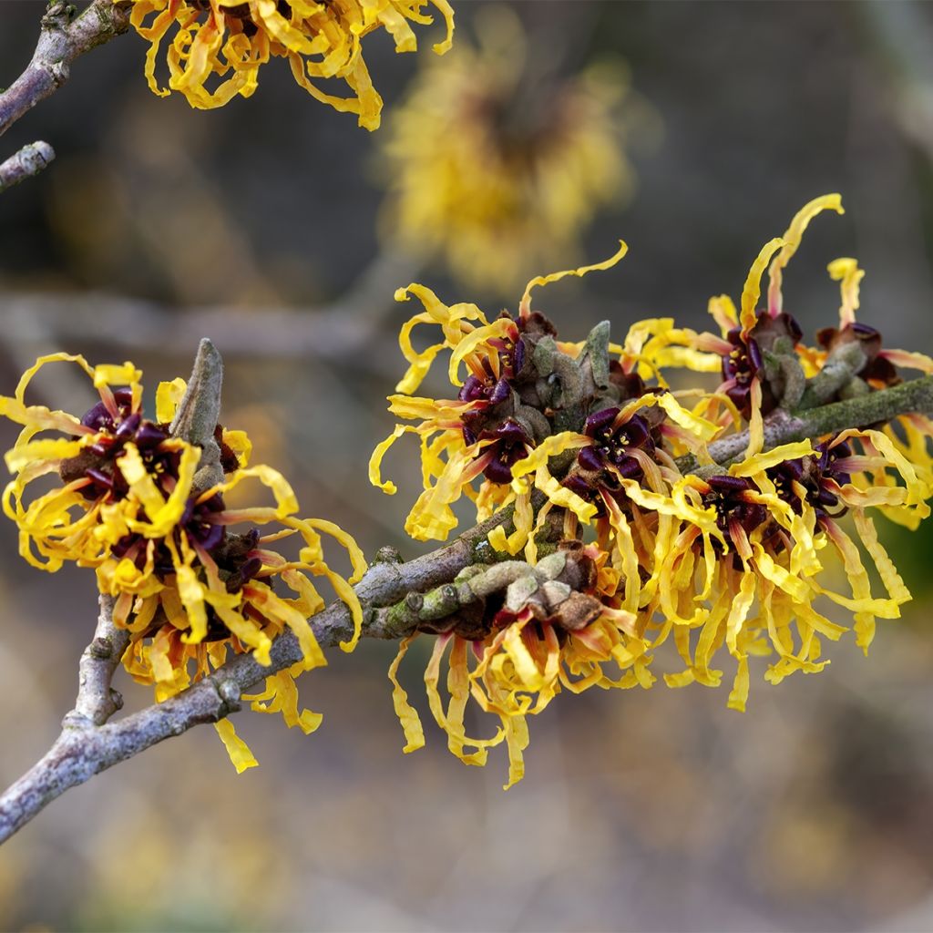 Noisetier de sorcière - Hamamelis x intermedia Aurora