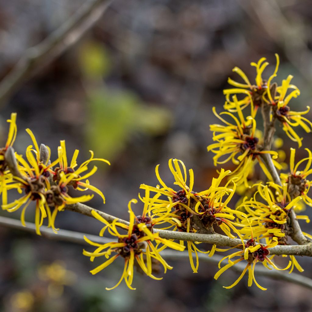 Hamamelis mollis Pallida - Amamelide cinese