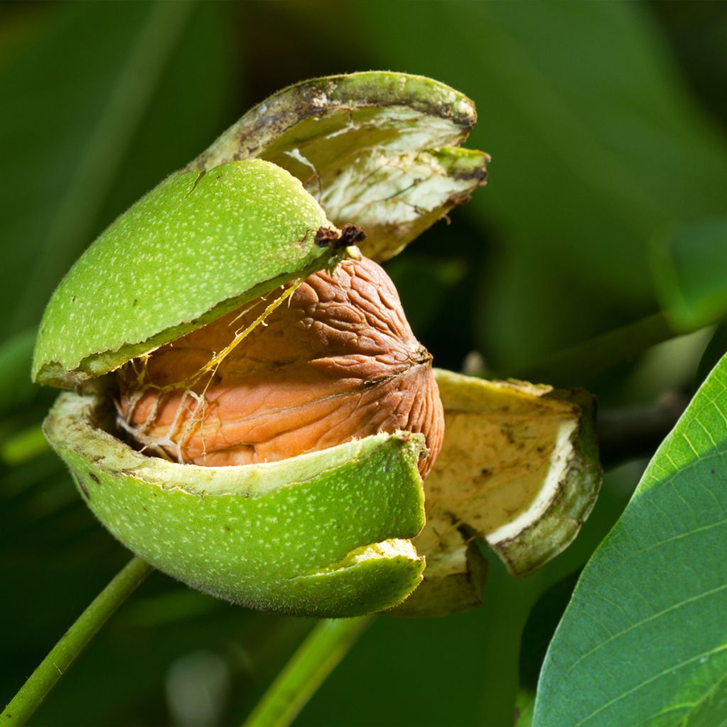 Noyer commun Esterhazy II - Juglans regia 