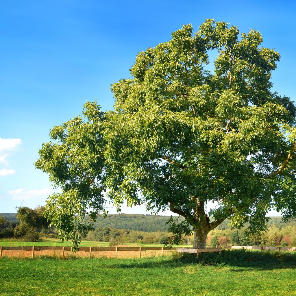 Noyer commun Mayette - Juglans regia 