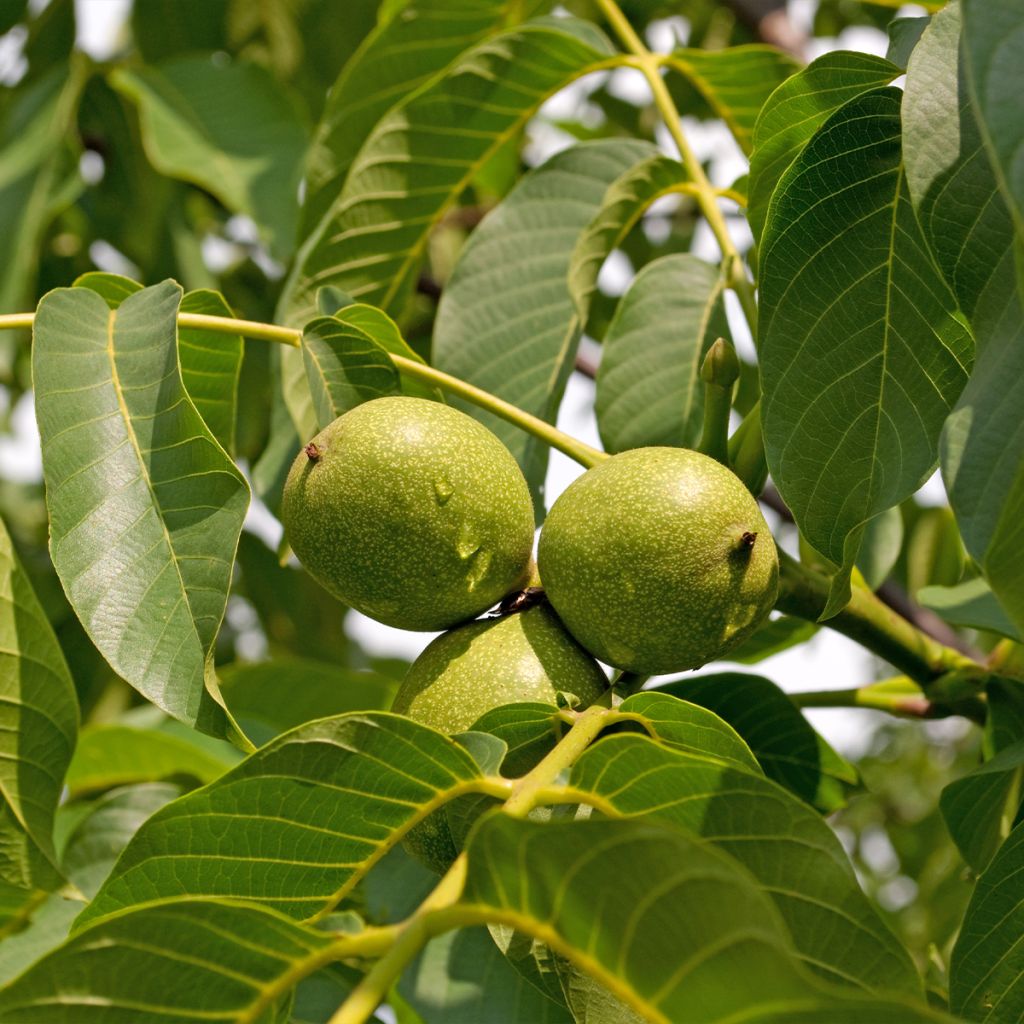 Noyer commun Mayette - Juglans regia 