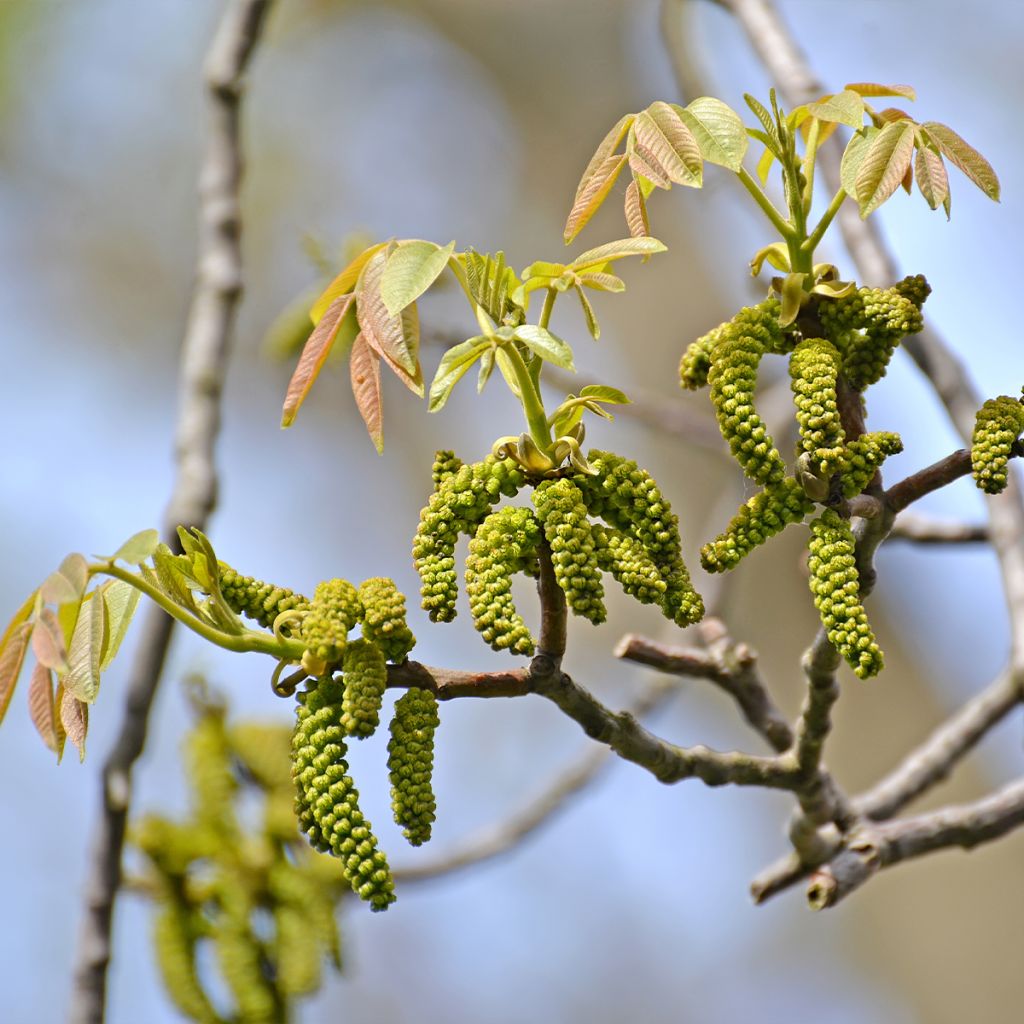 Noyer commun Weinsberg 1 - Juglans regia 