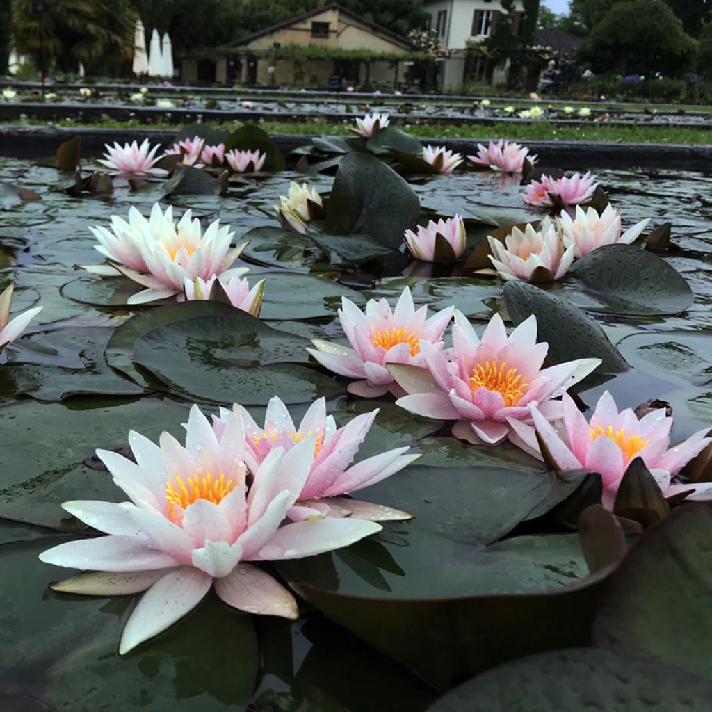 Nymphaea Amabilis