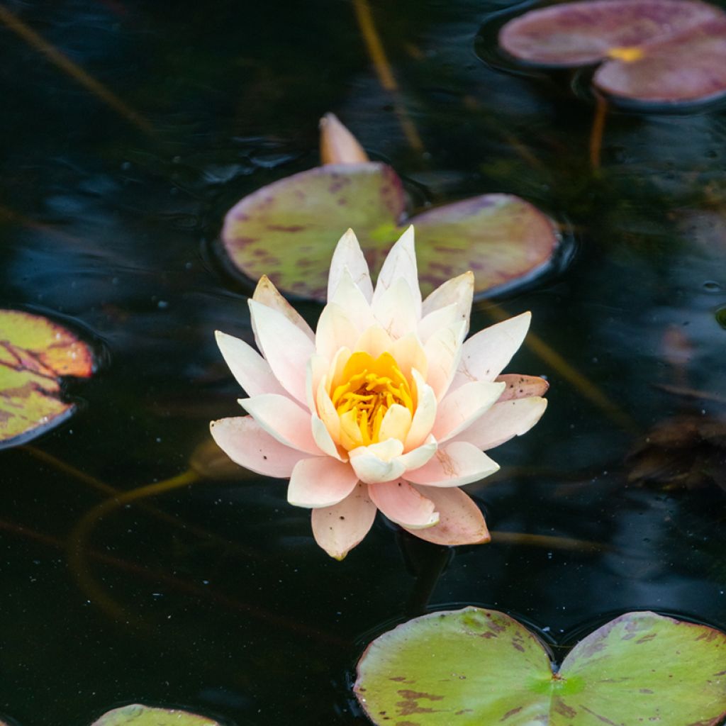 Nymphaea Amabilis