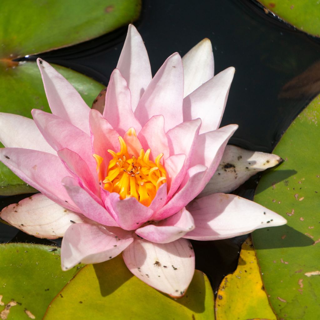 Nymphaea Amabilis