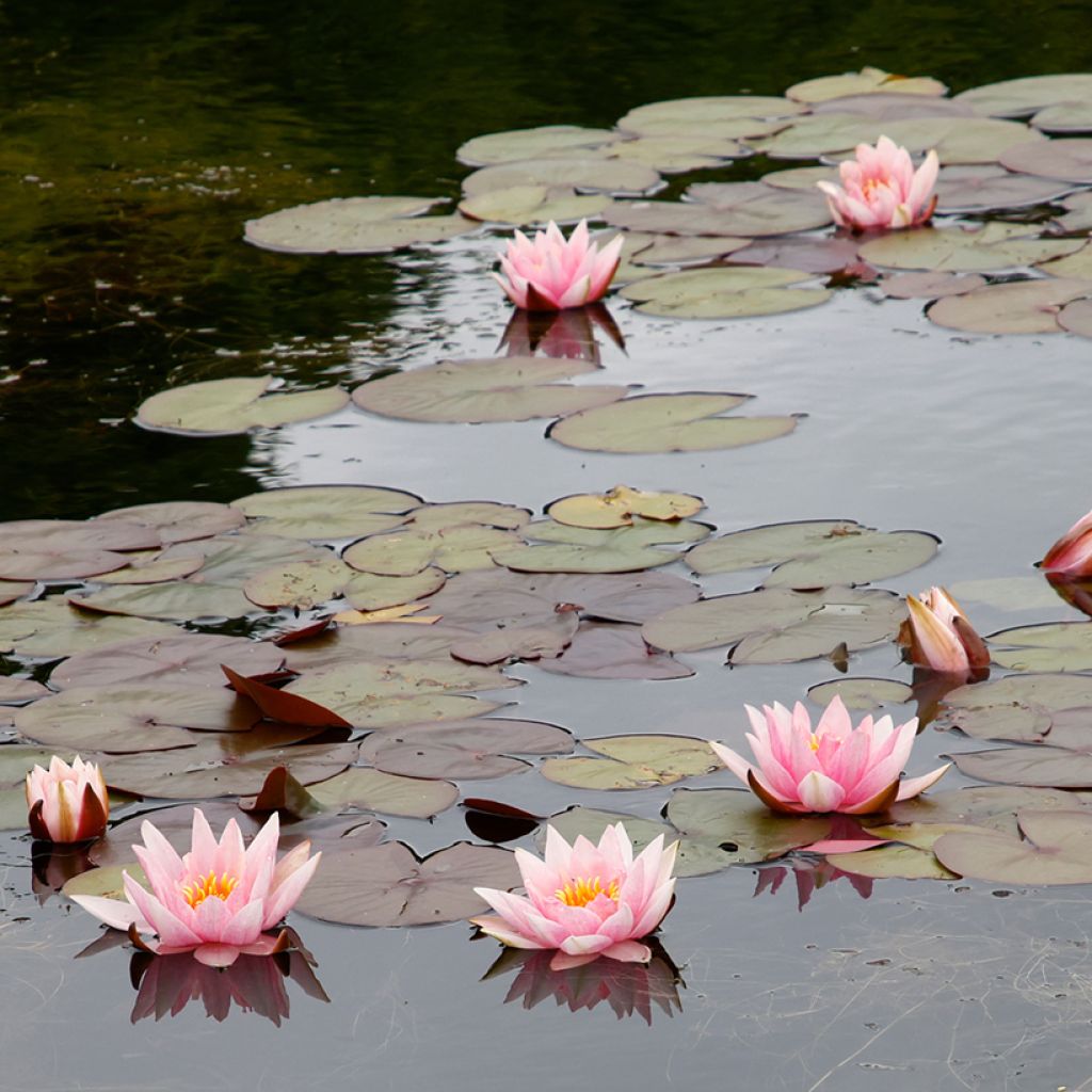 Nymphaea Amabilis