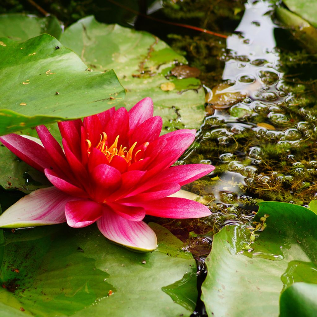 Nymphaea Attraction