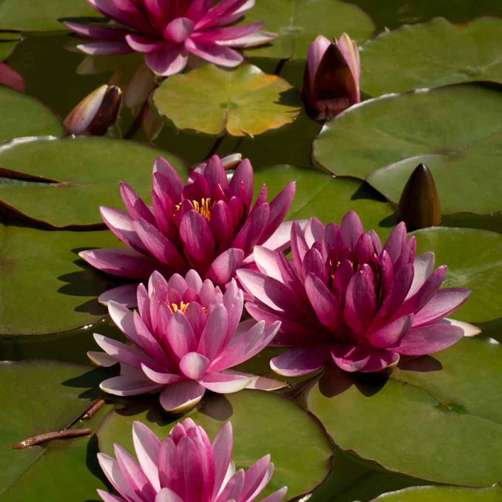 Nymphaea Attraction