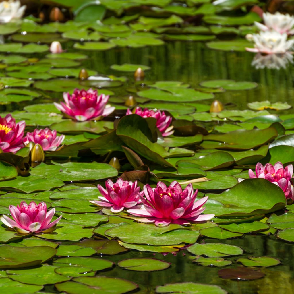 Nymphaea Attraction