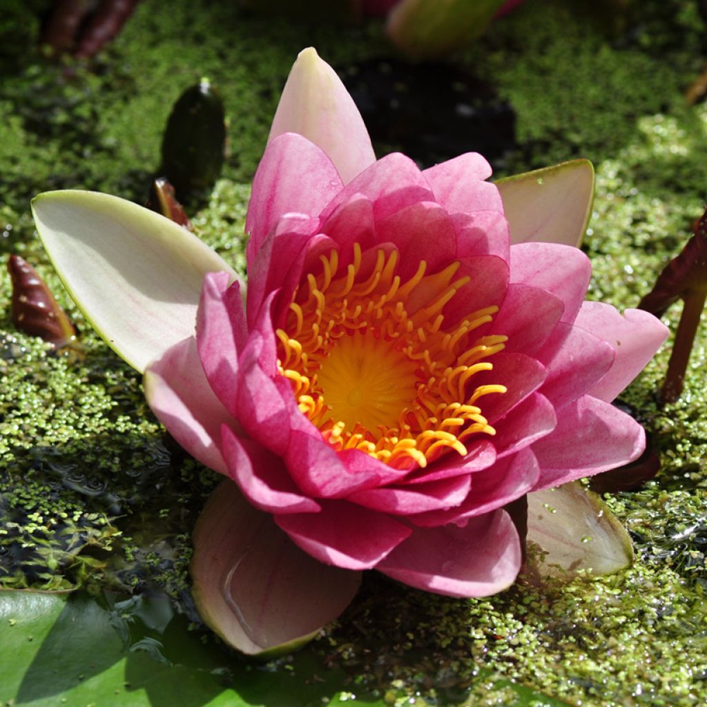 Nymphaea Attraction