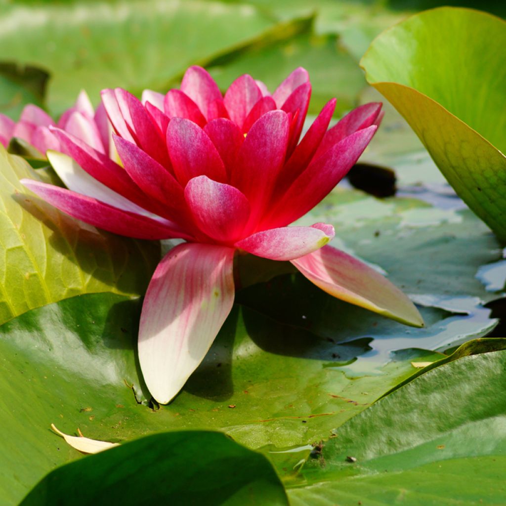 Nymphaea Attraction