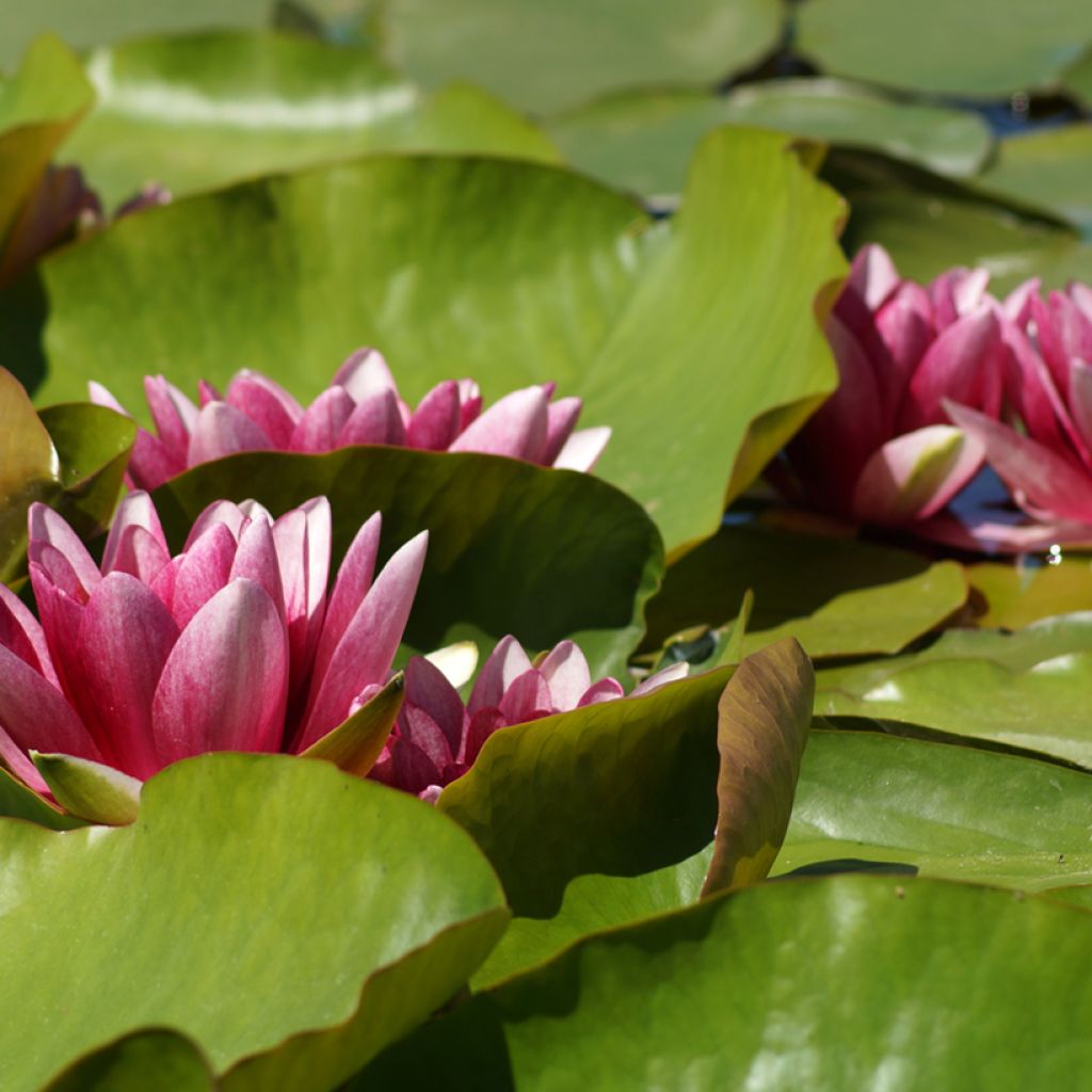 Nymphaea Attraction