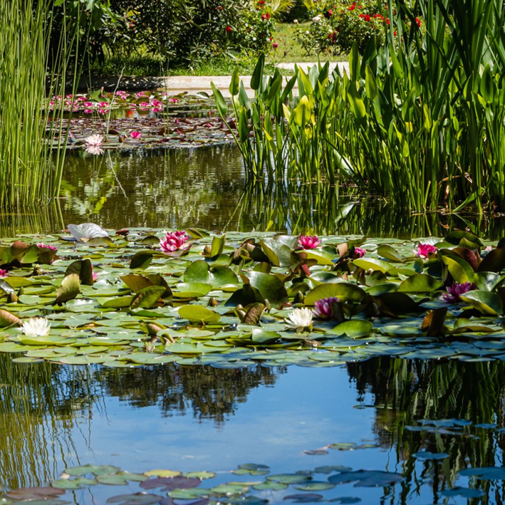 Nymphaea Attraction