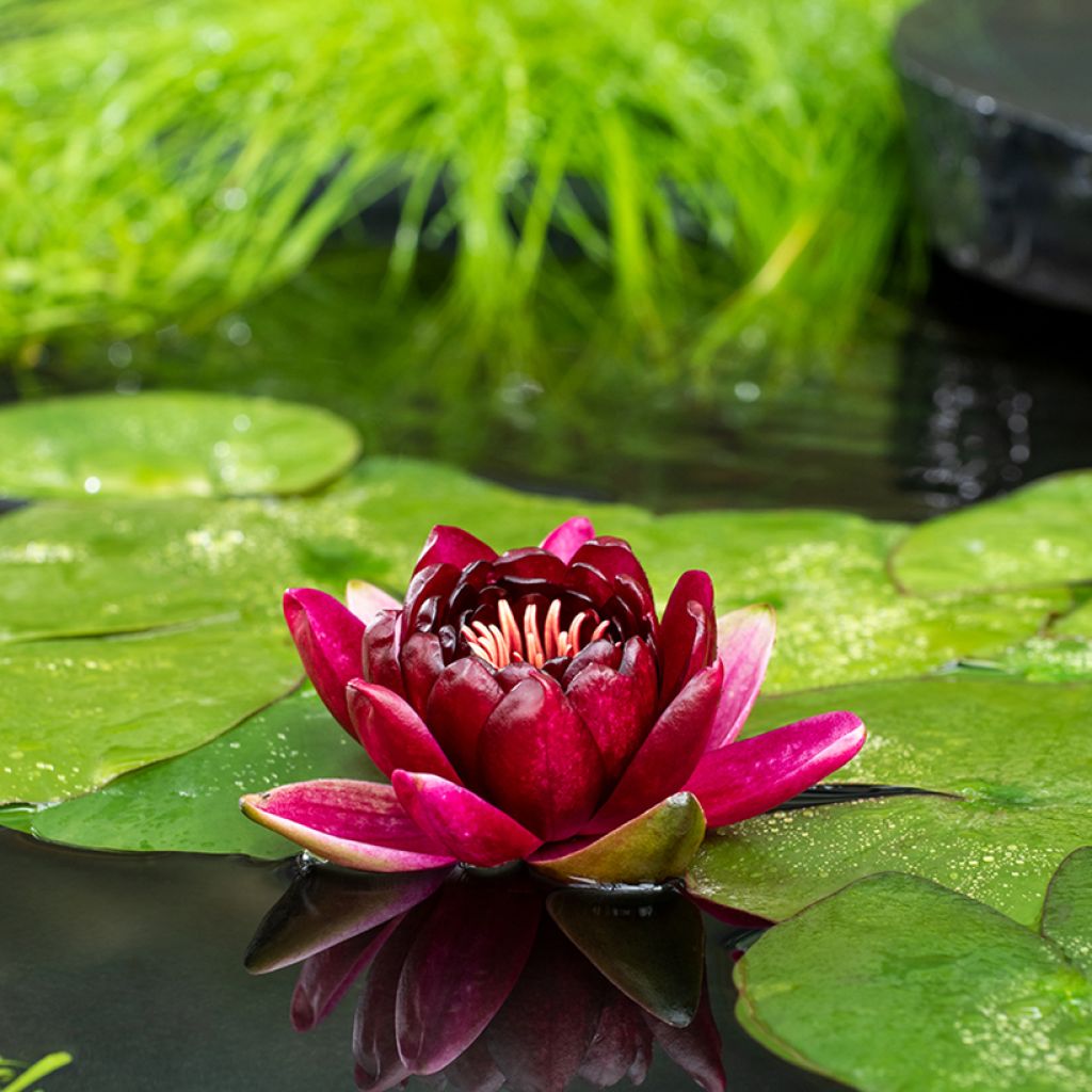 Nymphaea Black Princess