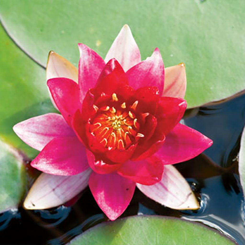 Nymphaea Burgundy Princess