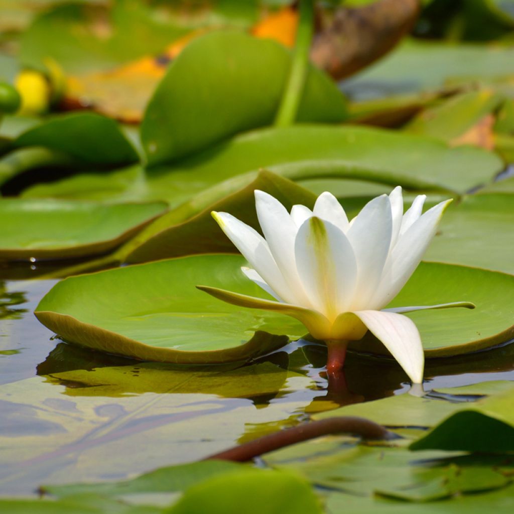 Nymphaea candida - Ninfea comune