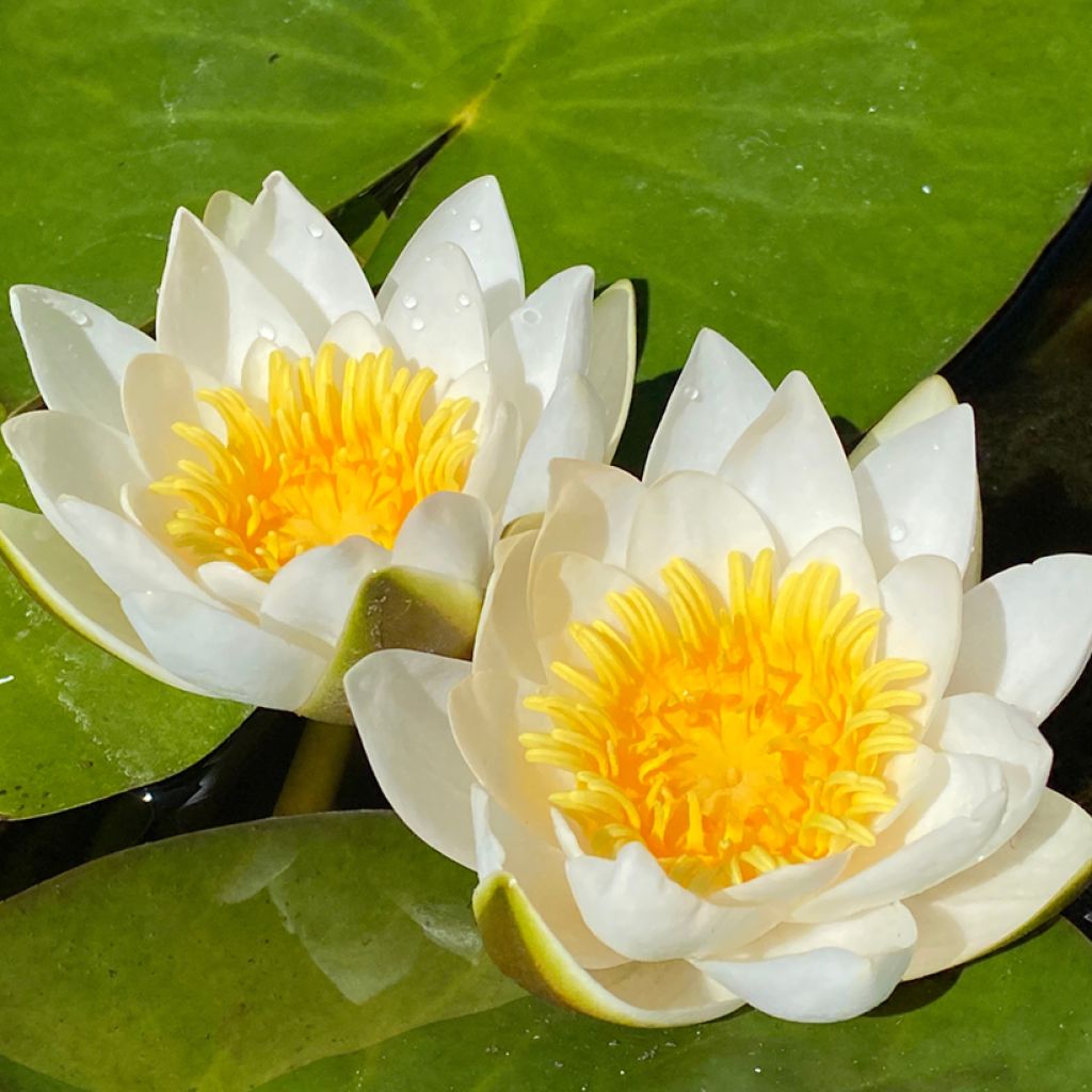 Nymphaea candida - Ninfea comune