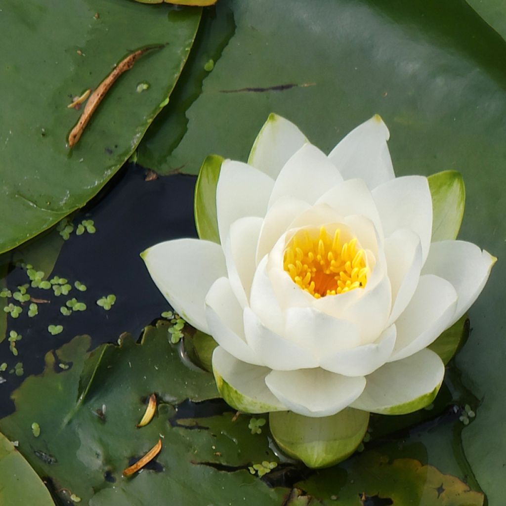 Nymphaea candida - Ninfea comune