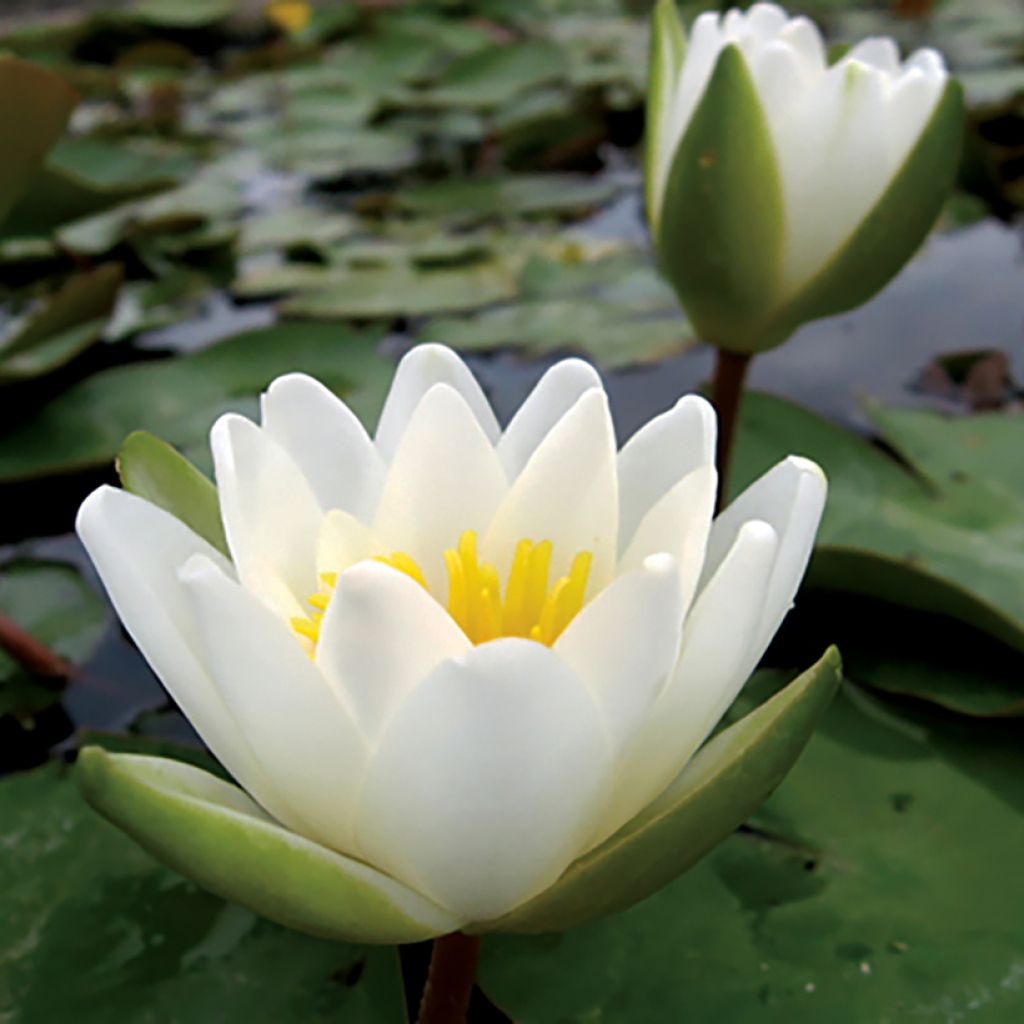 Nymphaea candida - Ninfea comune