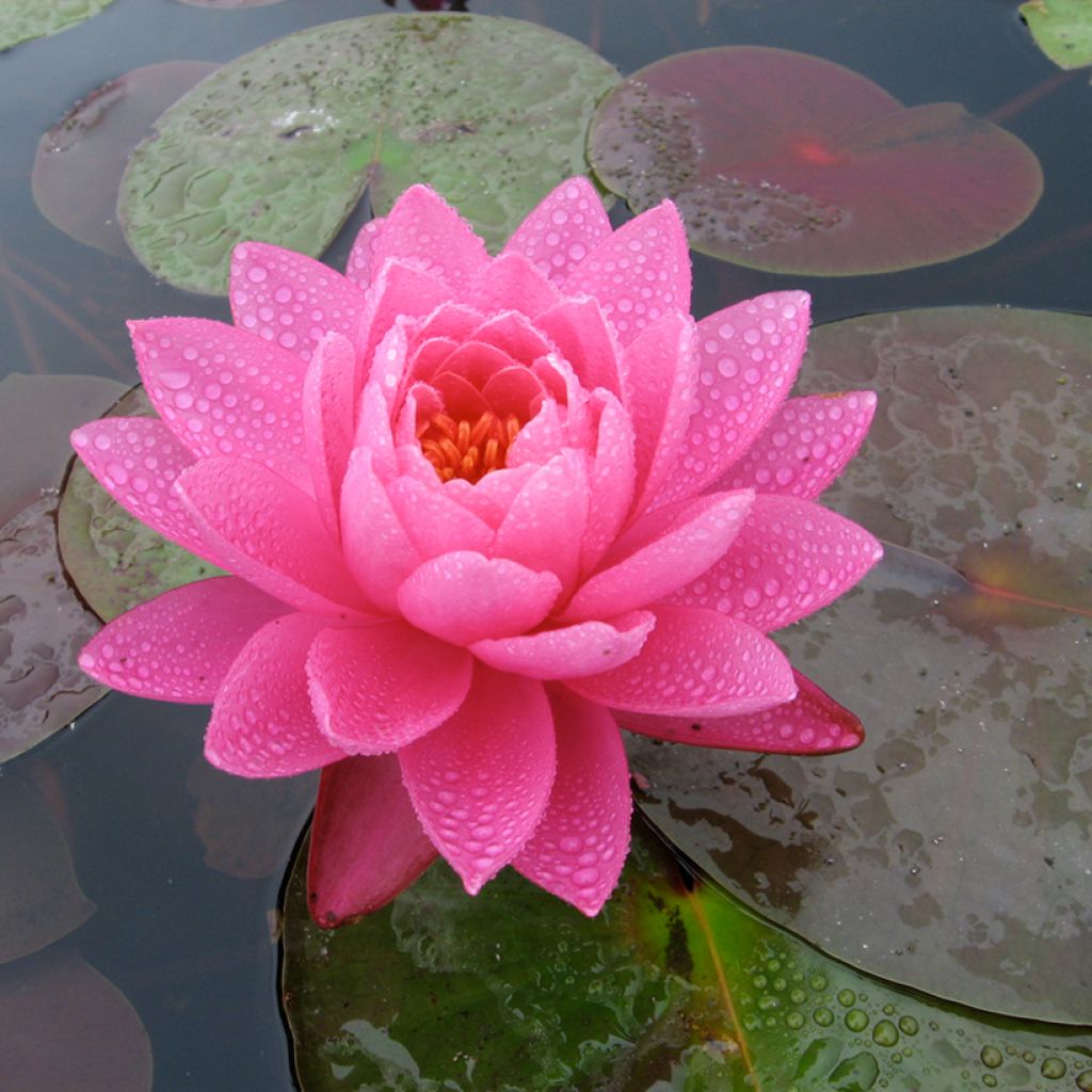 Nymphaea Celebration