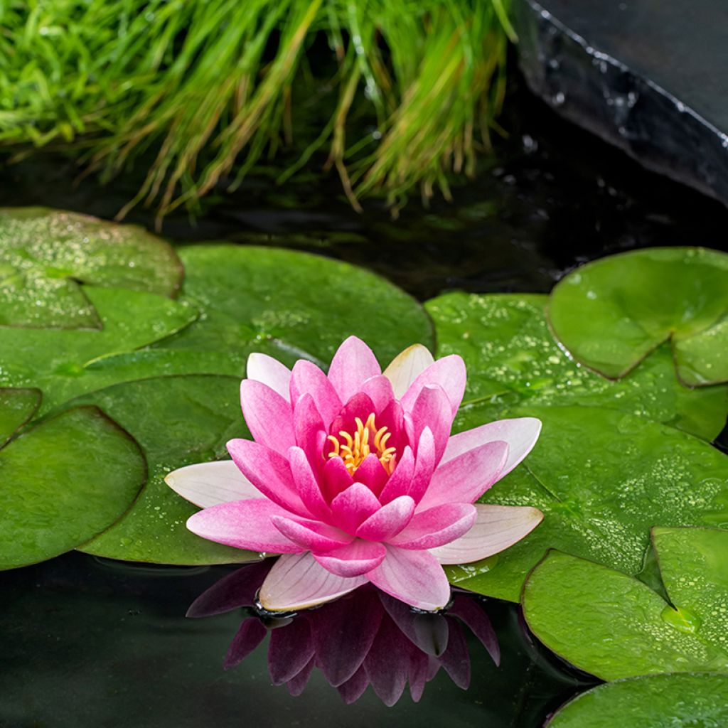 Nymphaea Charles de Meurville