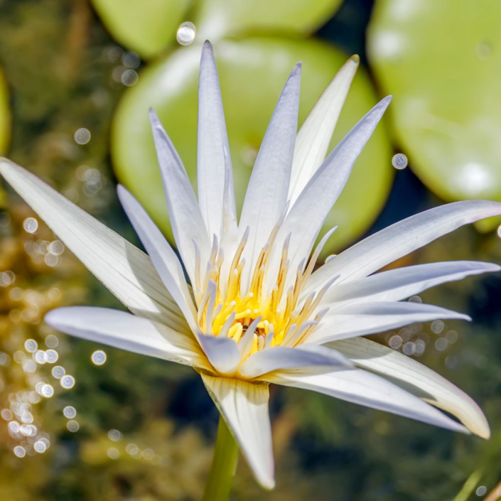 Nymphaea Dauben