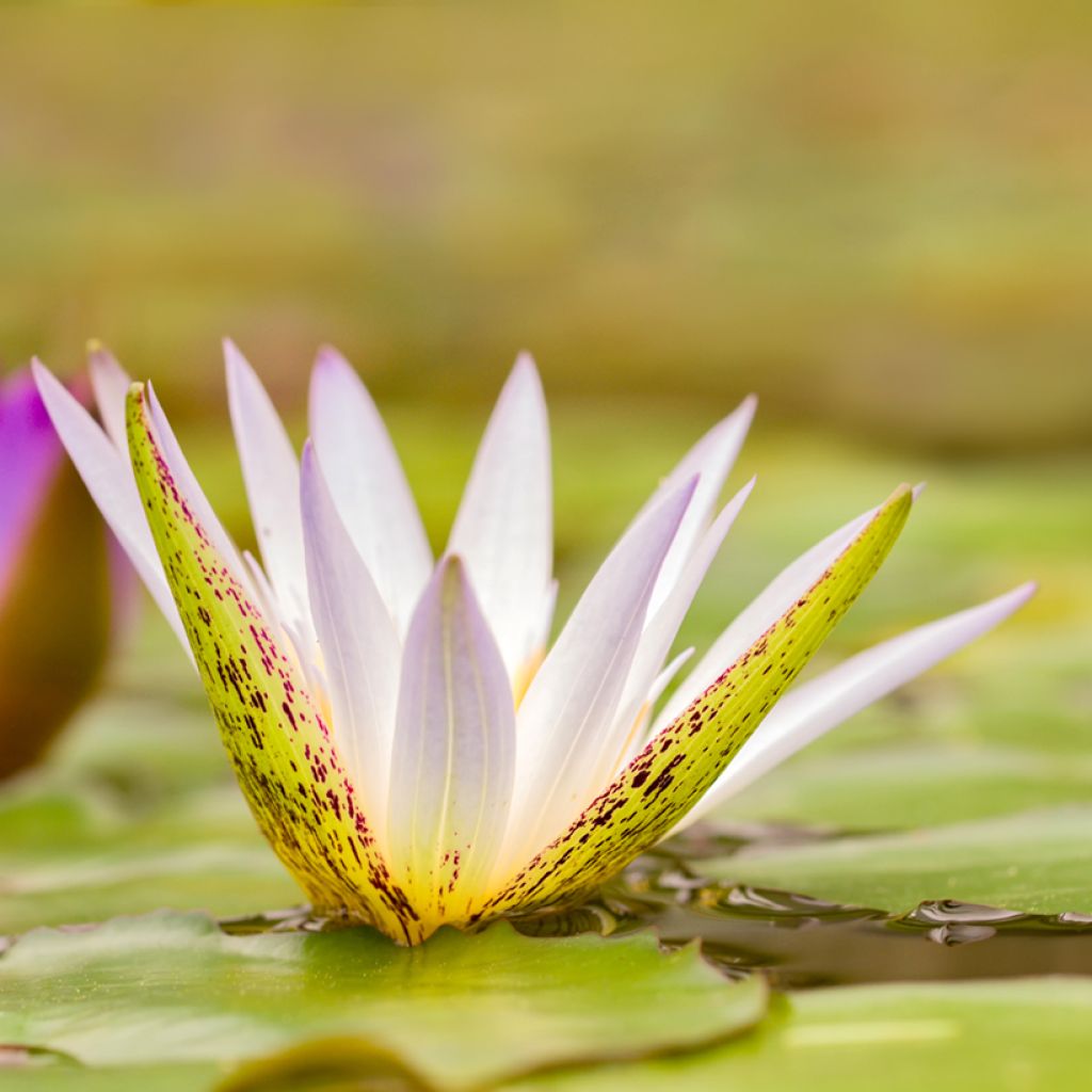 Nymphaea Dauben