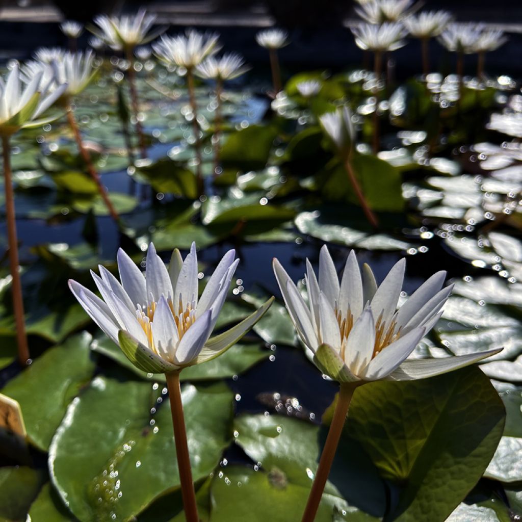 Nymphaea Dauben