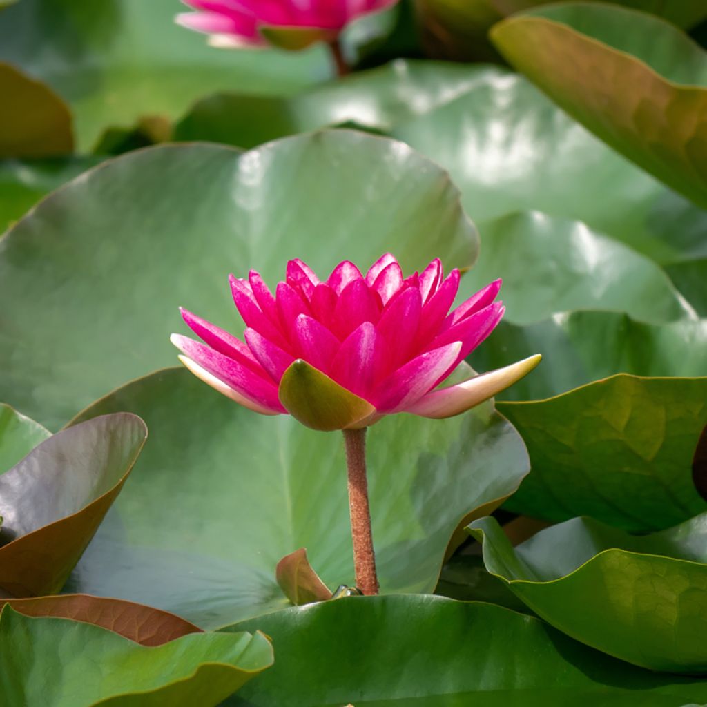 Nymphaea Escarboucle