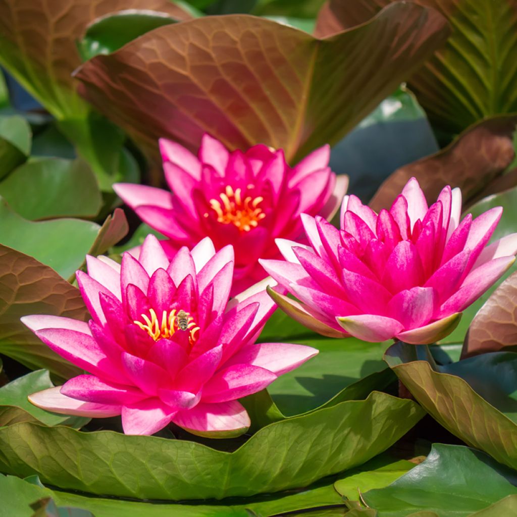 Nymphaea Escarboucle